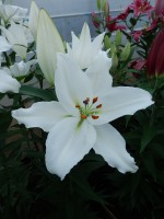 [4280 Severn Mak No102.JPG]